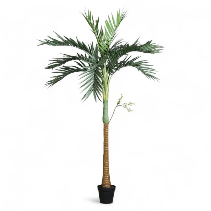 PIANTA DI PALMA H270